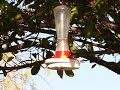 Hummingbird
