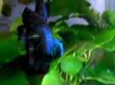 BETTA (PLAKAT copulation; mating.)の交尾 NO.4 BETTA (PLAKAT copulation; mating.)の交尾 NO.4