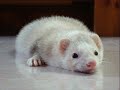 YNETPET Social Network Video Animali Strani iguana furetto pitone serpenti scimmia.wmv