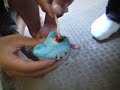 へび花火をワニノコの頭で燃やして箱にぶち込んでみた。