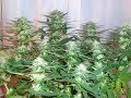 Cultivo interior : SCROG 250 w Cultivo interior : SCROG 250 w
