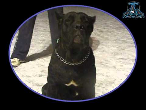 cane corso