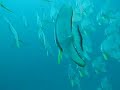 Maldive Maldives Immersione Platax 1 Parte Reef Dive Diving
