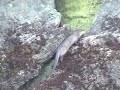New Mother Otter and Pup