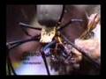 Spider eats bird (Love is a web)