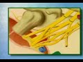 just explains the anatomy of the brachial plexus.  nerveblocks.net