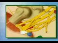 just explains the anatomy of the brachial plexus.  nerveblocks.net