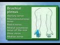 just explains the anatomy of the brachial plexus.  nerveblocks.net