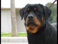 videos de ROTTWEILER....LA NOSTRA MISSIONE.flv