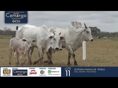 DE OLHO NA FAZENDA NELORE CAMARGO