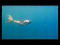Kandui Island - Hannah Mermaid & Dave Rastovich