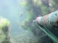 SPEARO GSY - Spearfishing Guernsey