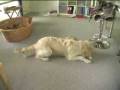 videos de Rovdyret Sally.wmv