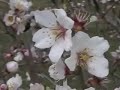 almond trees in bloom almond trees in bloom