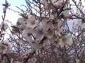 almond trees in bloom