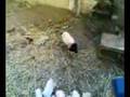 videos de la puta cabra