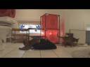 Abyssinian Kittens for the Holiday II