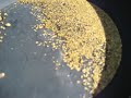 Cariboo gold