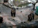 Bear farm in Noboribetsu ?? -4