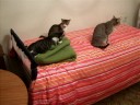 2008-11-19 (05) Amores de felino 2008-11-19 (05) Amores de felino