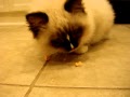 Charlie-a-Ragdoll-Ki