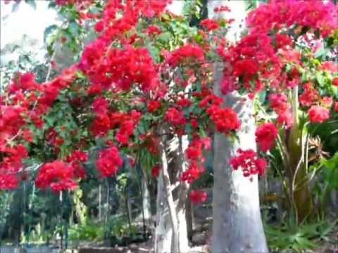 how to transplant bougainvillea from pot to ground