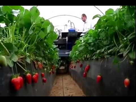 Комбайн для сбора земляники