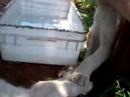 lion-cubs-are-sooo-cute.html