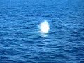 Whale Watching in Los Cabos