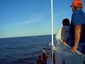 whale watching in los cabos