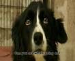 Border Collie Rescue - Open Your Eyes