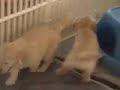 Scurry Pups and  Tape