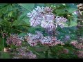 Putting Stress to Rest by www.hypnosisbyfrederique.com