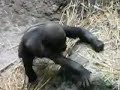 Kimani Kimani