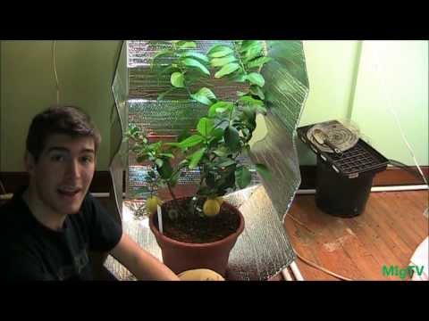 how to make a grow tent with pvc