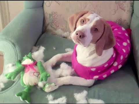 Cane contro pupazzi Cane contro pupazzi