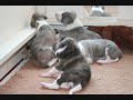 whippet Ermione 0001