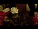 Snickers on Kitty Krack-nip