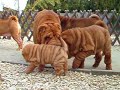 Puppies