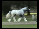 Clononeen Carousel.wmv Clononeen Carousel.wmv