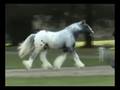 Clononeen Carousel.wmv