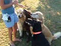 Hank, Rhet, Bo, Bella & friends