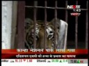 tiger Crualty