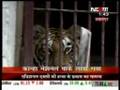videos de tiger Crualty