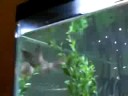 my pet arowana