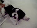 fubby:attack of the puppy fubby:attack of the puppy
