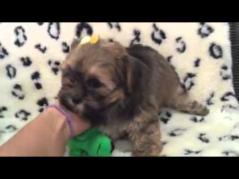 Cinnamon Shorkie, Too Cute not to Love!