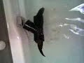 Mink pet water acrobat Mink pet water acrobat