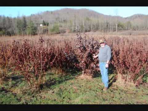 how to transplant quaking aspens