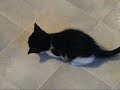 c'est dur la vie des minous... it's a hard life being a kitten!!!